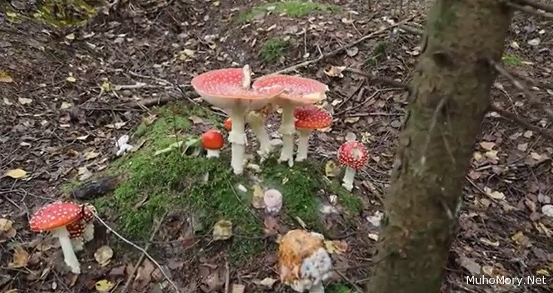 Где продать мухоморы