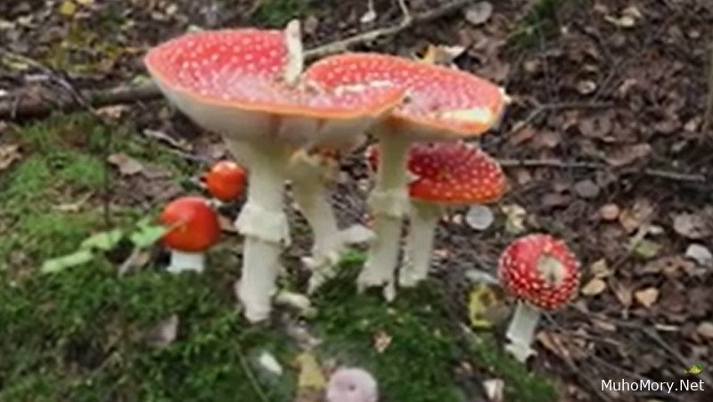 Где продать мухоморы