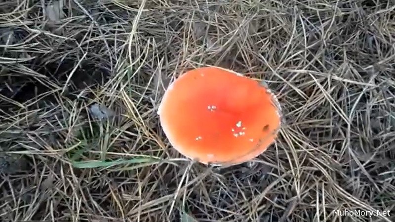 спрос на мухоморы