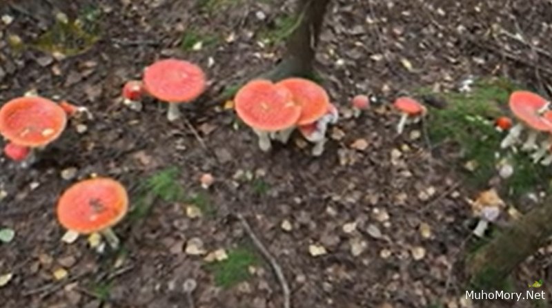 Мухомор красный