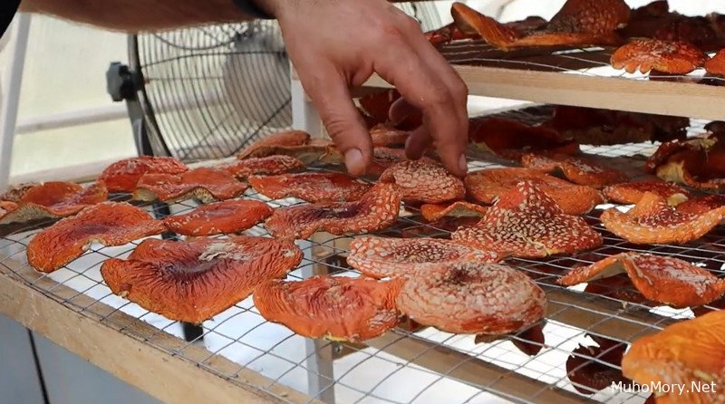 Купить сушеные мухоморы