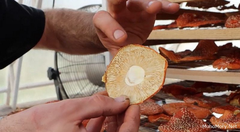 Купить сушеные мухоморы