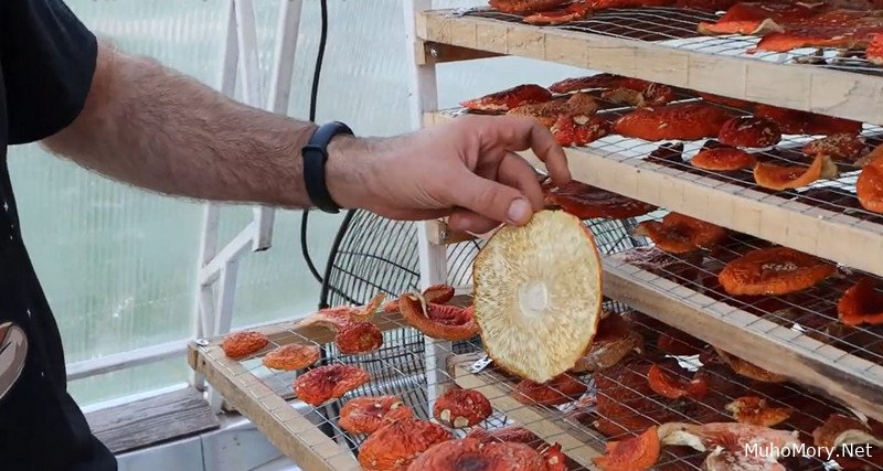 Продать сушёные Мухоморы