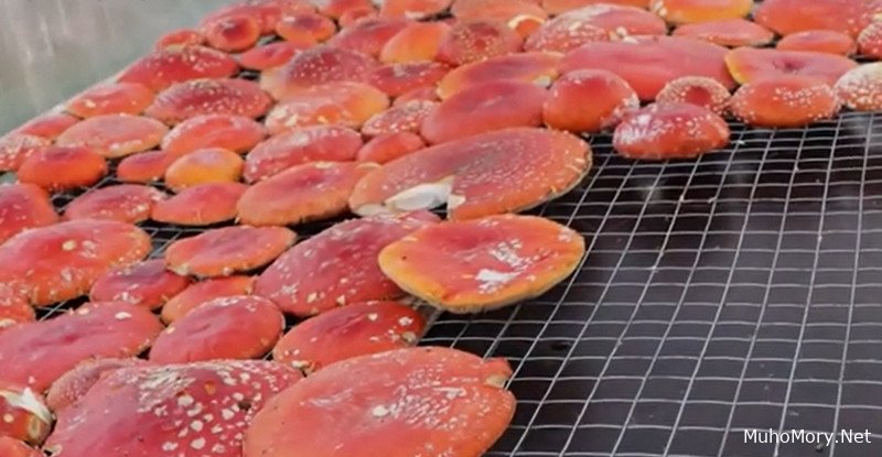 Продать сушёные Мухоморы