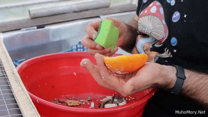 Продать сушёные Мухоморы