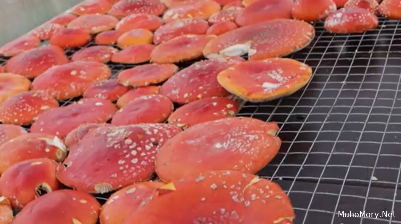 Купить сушеные мухоморы